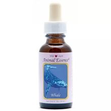 Foto van Animal Essences Whale (walvis)