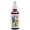 Afbeelding van Animal Essences Elephant (olifant)