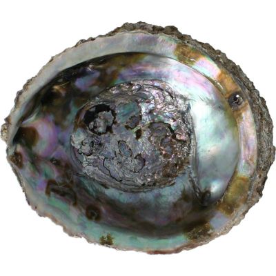Alchemia Abalone schelpen 1 stuks - Algemeen
