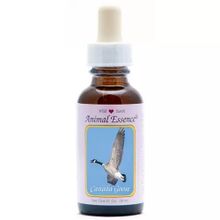 Foto van Animal Essences Canada goose (Canadese gans)