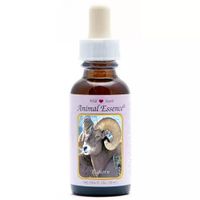 Animal Essences Bighorn sheep (schaap)