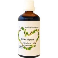 Ribes nigrum zwarte bes