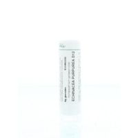 Homeoden Heel Echinacea purpurea D12