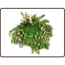 Foto van Roos van Jericho