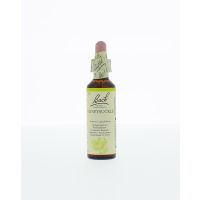 Honeysuckle / kamperfoelie