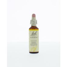 Foto van Hornbeam / haagbeuk