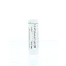 Foto van Homeoden Heel Echinacea purpurea D12