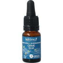 Foto van Ladrome bloesemessence elm bio