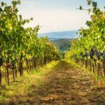 Vineyards of Hvar