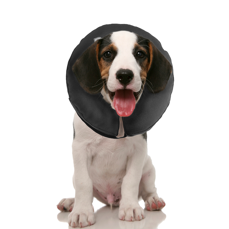 Foto van Zenpet ProCollar XS