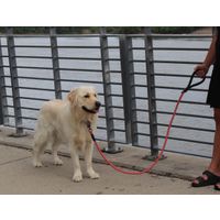 KONG Rope slip leash One Size Red