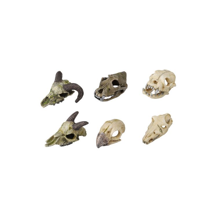 Foto van Europet Bernina Decor schedels xs