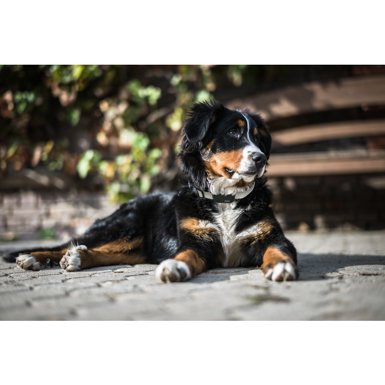 Foto van Reddipet Anti-Blaf Halsband Large (en groter dan 15 kg LG)