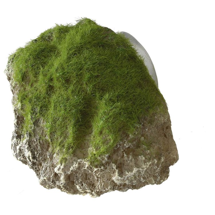 Foto van Aqua Della Decor Moss Stone met zuignap