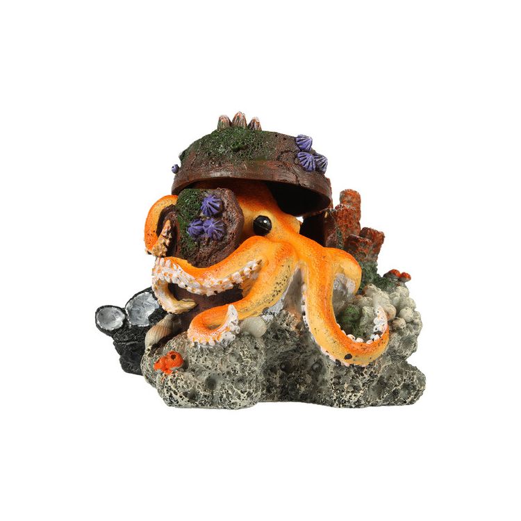 Foto van Aqua Della Verdwaalde Octopus