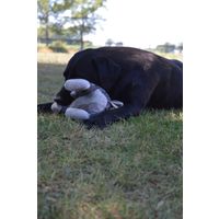 Elegant Rabbit Bruin