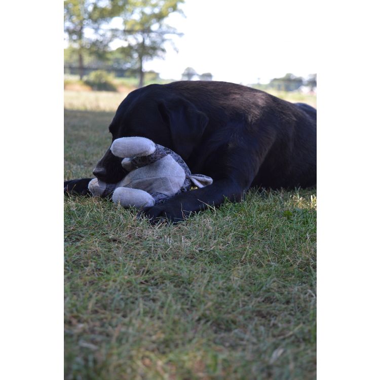 Foto van Elegant Rabbit Bruin