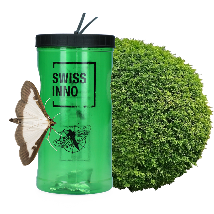 Foto van Buxusmotval incl. Lokstof