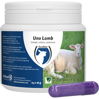 UNO Lamb