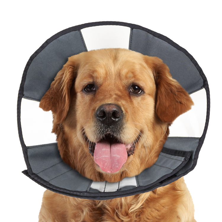 Foto van Zenpet Procone XL