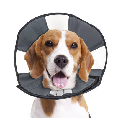 Foto van Zenpet Procone M