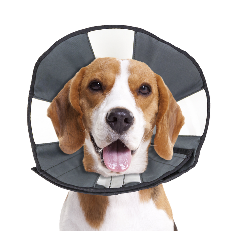 Foto van Zenpet Procone M