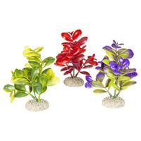 Aqua Della Decor plant crassula