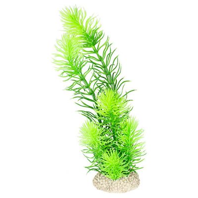 Aqua Della Decor plant hornwort Foto van Aqua Della Decor plant hornwort