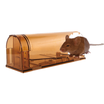 Foto van Knock Off Muizenval Levend