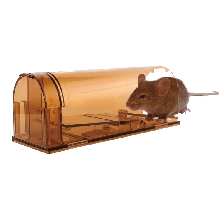 Foto van Knock Off Muizenval Levend