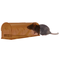 Knock Off Rattenval Levend