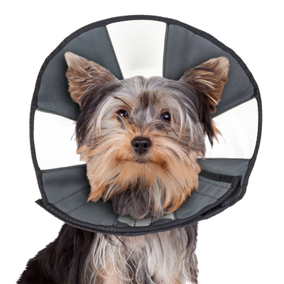 Foto van Zenpet Procone S