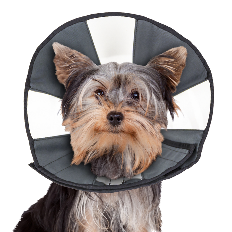 Foto van Zenpet Procone S