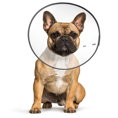 Foto van Zenpet E-Clear Plastic E-Collar XXLarge