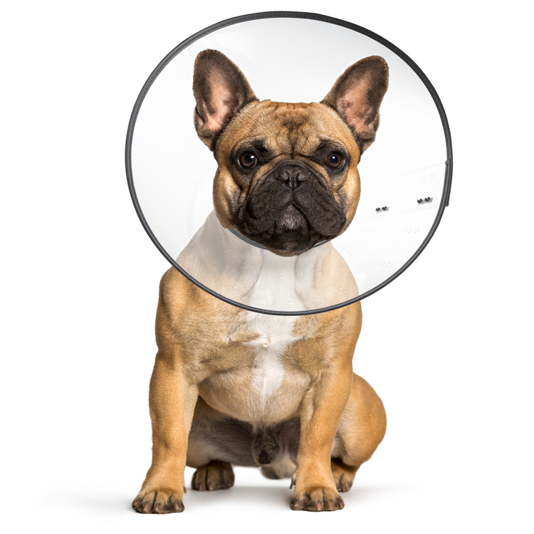 Foto van Zenpet E-Clear Plastic E-Collar XXLarge