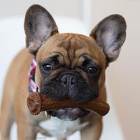 Pet Qwerks Nylon Peanut Antler L 15 cm