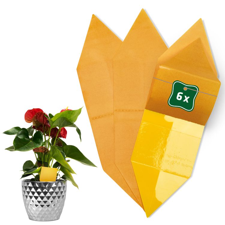 Gele Stickers 6-pack - Monitoring Systeem voor Kamerplant Plagen - Insectenvrij & Gifvrij - Gardigo Foto van Gele Stickers 6-pack - Monitoring Systeem voor Kamerplant Plagen - Insectenvrij & Gifvrij - Gardigo