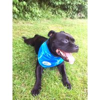 AFP Chill Out-Bandana S