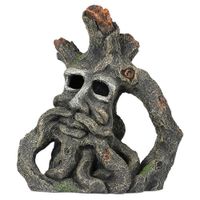 Aqua Della Jacob root