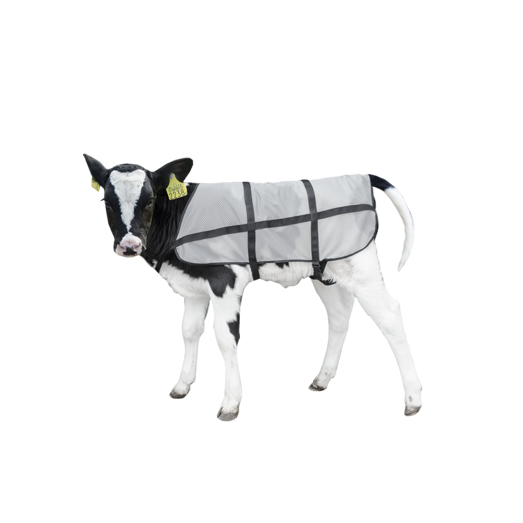 Foto van Bodyguard Zomer dekje Kalf