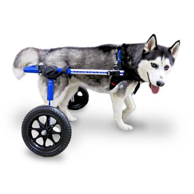 Foto van Rolstoel Dog Medium/Large Blauw 09-12. Foam. 12-31 kg