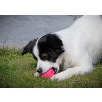 Dog Comets Ball Stardust Zwart/Roze S