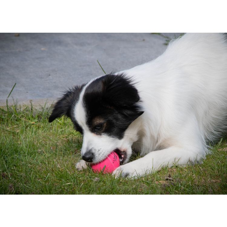Foto van Dog Comets Ball Stardust Zwart/Roze S