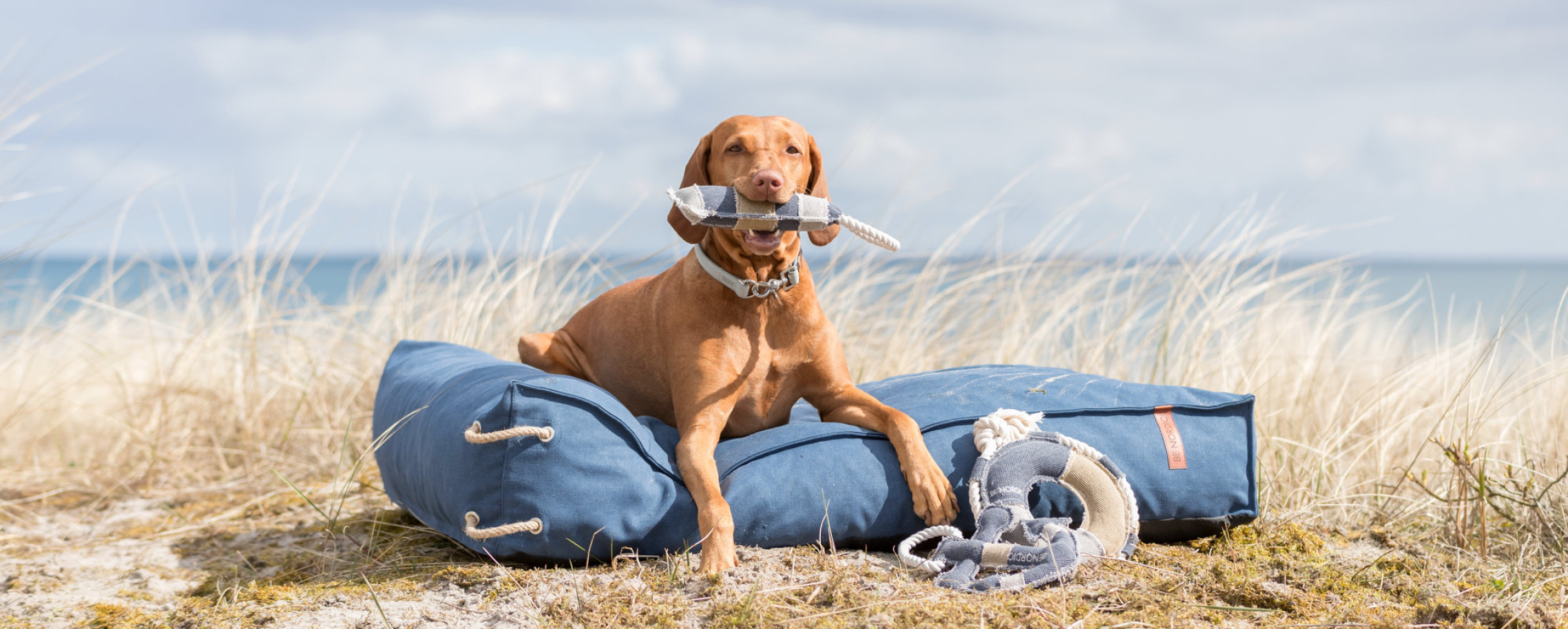 Home banner PetsPark