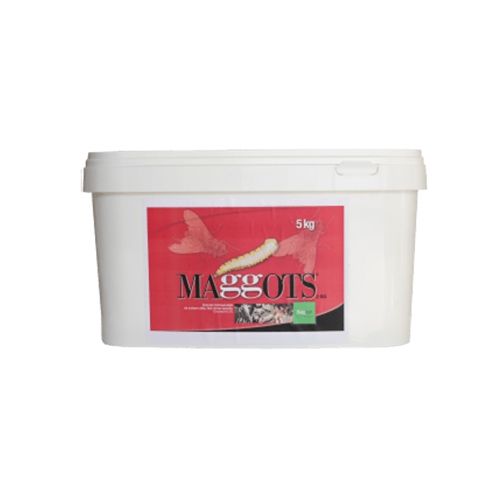 Maggots, 5 kg Belgagri SA