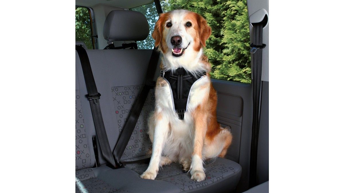 Ham si Centura Auto Caini M 5065 cmcm/20 mm Negru 12856 101,64 RON PetMart