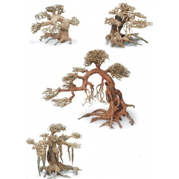 Bonsai wood S 15-22 cm