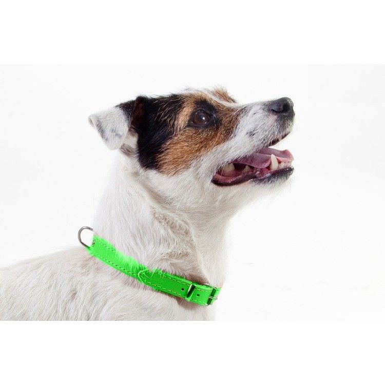 Zgarda piele caine Dingo-Verde-1,2 cm-36 cm