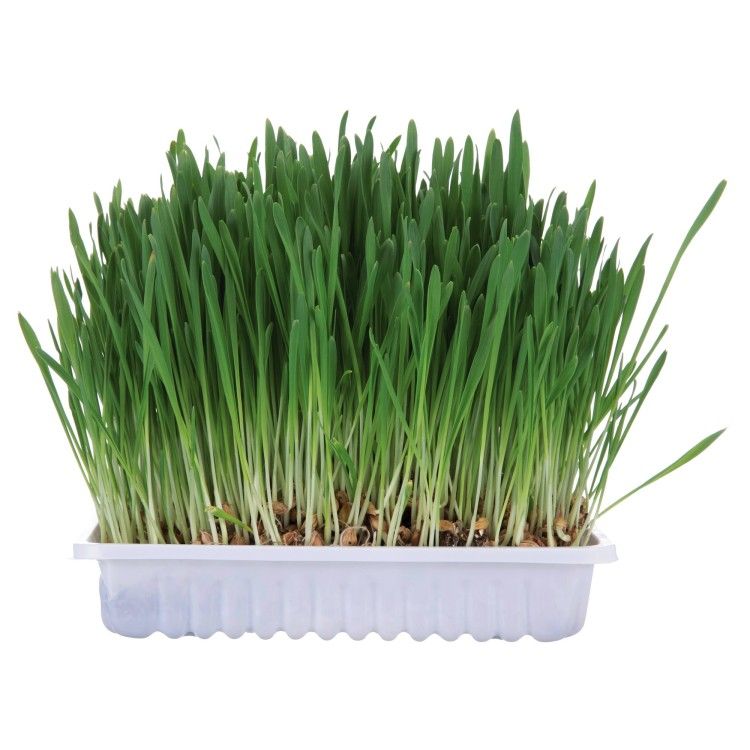 Iarba Rozat.Castron 100 g 6035