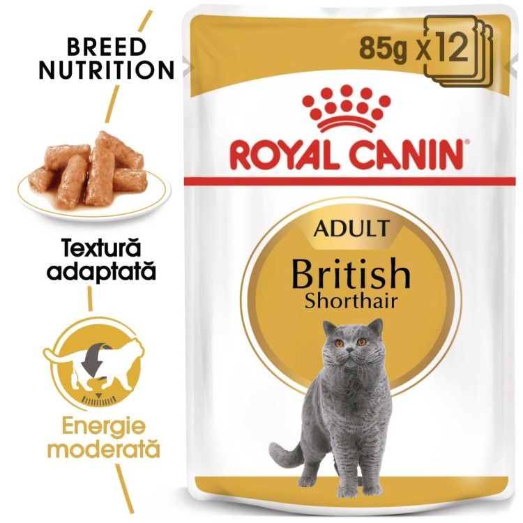 Royal Canin British Shorthair Adult hrana umeda pisica (in sos), 12 x 85 g 